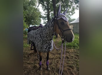 American Quarter Horse, Stute, 9 Jahre, 154 cm, Buckskin