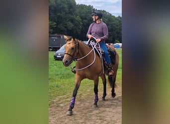 American Quarter Horse, Stute, 9 Jahre, 154 cm, Buckskin