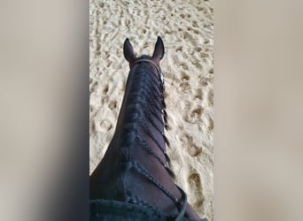 American Quarter Horse, Stute, 9 Jahre, 154 cm, Dunkelbrauner