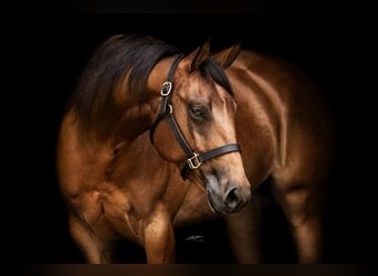 American Quarter Horse, Stute, 9 Jahre, 155 cm, Brauner