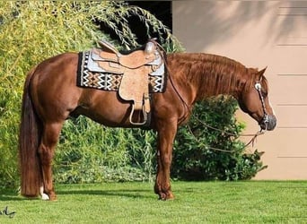 American Quarter Horse, Stute, 9 Jahre, 155 cm, Fuchs