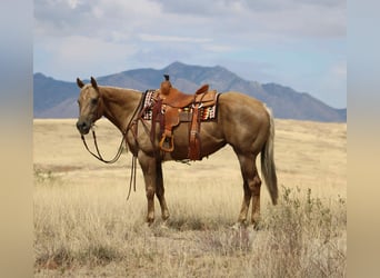 American Quarter Horse, Stute, 9 Jahre, 155 cm, Palomino