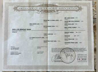 American Quarter Horse, Stute, 9 Jahre, 155 cm, Palomino