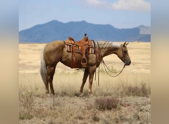 American Quarter Horse, Stute, 9 Jahre, 155 cm, Palomino