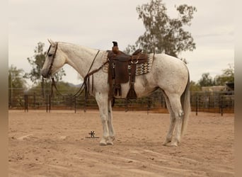 American Quarter Horse, Stute, 9 Jahre, 155 cm, Schimmel