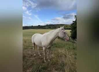 American Quarter Horse, Stute, 9 Jahre, 157 cm, Cremello