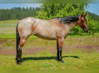 American Quarter Horse, Stute, 9 Jahre, 157 cm, Roan-Bay