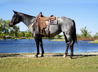 American Quarter Horse, Stute, 9 Jahre, 157 cm, Roan-Blue