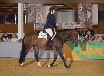 American Quarter Horse, Stute, 9 Jahre, 158 cm, Dunkelbrauner