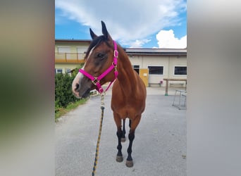 American Quarter Horse, Stute, 9 Jahre, 159 cm