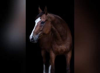 American Quarter Horse, Stute, 9 Jahre, 160 cm, Brauner