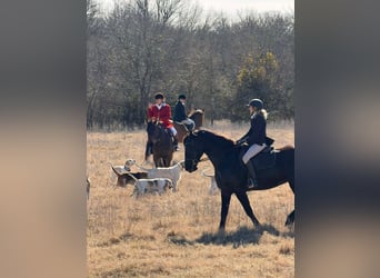 American Quarter Horse, Stute, 9 Jahre, 163 cm, Rappe