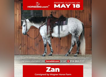 American Quarter Horse, Stute, 9 Jahre, Apfelschimmel