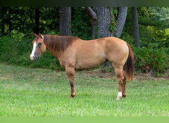 American Quarter Horse, Stute, 9 Jahre, Falbe
