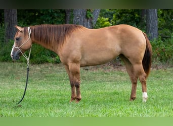 American Quarter Horse, Stute, 9 Jahre, Falbe