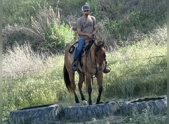 American Quarter Horse, Stute, 9 Jahre, Falbe