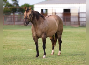 American Quarter Horse, Stute, 9 Jahre, Grullo