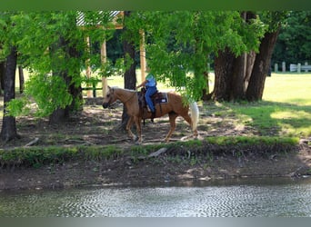 American Quarter Horse, Stute, 9 Jahre, Palomino