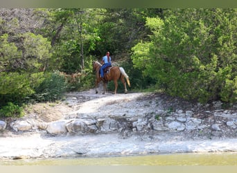 American Quarter Horse, Stute, 9 Jahre, Palomino