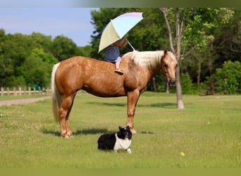 American Quarter Horse, Stute, 9 Jahre, Palomino