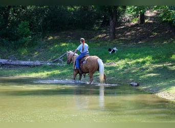 American Quarter Horse, Stute, 9 Jahre, Palomino