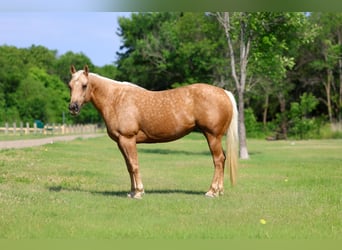 American Quarter Horse, Stute, 9 Jahre, Palomino