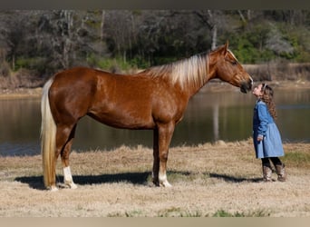 American Quarter Horse, Stute, 9 Jahre, Palomino