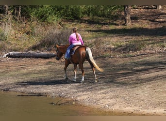 American Quarter Horse, Stute, 9 Jahre, Palomino