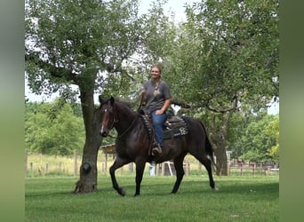 American Quarter Horse, Stute, 9 Jahre, Roan-Bay