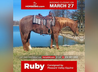 American Quarter Horse, Stute, 9 Jahre, Roan-Red