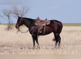 American Quarter Horse, Stute, 9 Jahre, Rotbrauner