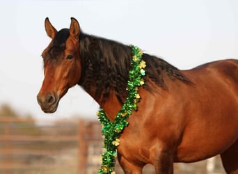 American Quarter Horse, Stute, 9 Jahre, Rotbrauner