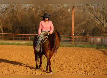 American Quarter Horse, Stute, 9 Jahre, Rotbrauner