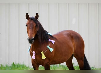 American Quarter Horse, Stute, 9 Jahre, Rotbrauner