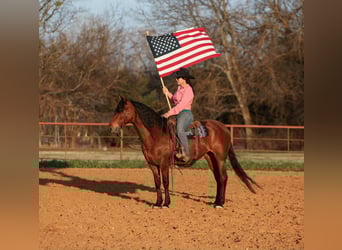 American Quarter Horse, Stute, 9 Jahre, Rotbrauner