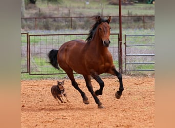 American Quarter Horse, Stute, 9 Jahre, Rotbrauner