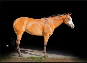 American Quarter Horse, Stute, 9 Jahre, Rotbrauner