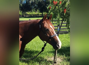 American Quarter Horse, Stute, 9 Jahre, Rotfuchs