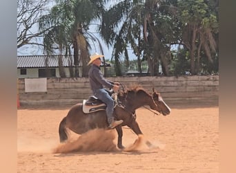 American Quarter Horse, Stute, 9 Jahre, Rotfuchs