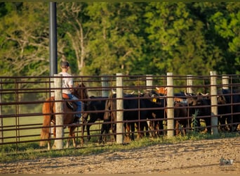 American Quarter Horse Mix, Stute, 9 Jahre, Rotfuchs