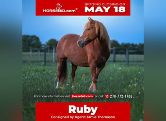 American Quarter Horse Mix, Stute, 9 Jahre, Rotfuchs
