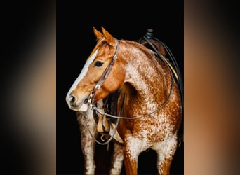 American Quarter Horse, Stute, 9 Jahre, Sabino