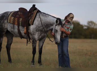 American Quarter Horse, Stute, 9 Jahre, Schimmel