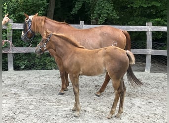American Quarter Horse, Stute, Fohlen (04/2025), 120 cm, Fuchs