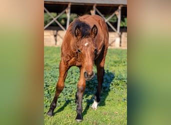 American Quarter Horse, Stute, Fohlen (05/2025), 120 cm, Rotbrauner
