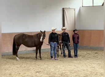 American Quarter Horse, Stute, Fohlen (03/2025), 140 cm, Brauner