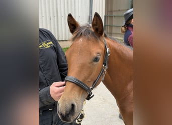 American Quarter Horse, Stute, Fohlen (03/2025), 140 cm, Brauner
