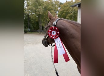 American Quarter Horse, Stute, Fohlen (03/2025), 140 cm, Brauner
