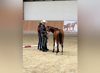 American Quarter Horse, Stute, Fohlen (03/2025), 140 cm, Brauner