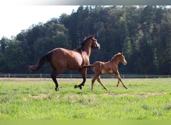 American Quarter Horse, Stute, Fohlen (06/2023), 143 cm, Champagne